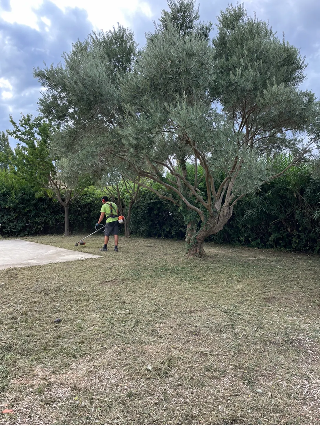Jardinier au débroussaillage sous un olivier